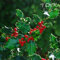 (20 semi) Ilex aquifolium/inglese Agrifoglio