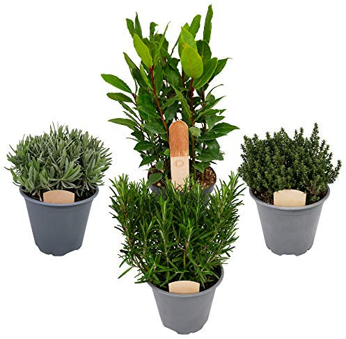 4 mezclas grandes de hierbas, romero, laurel de laurel, tomillo, lavanda, plantas de calidad de 14 cm
