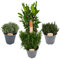 4 mezclas grandes de hierbas, romero, laurel de laurel, tomillo, lavanda, plantas de calidad de 14 cm