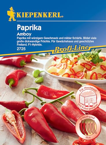 Kiepenkerl Profi-Line Paprikasamen Amboy, F1 2725 - Paprika mit würzigem Geschmack und milder Schärfe - Inhalt für 7 Korn - Gemüsesamen, Samen Gemüse