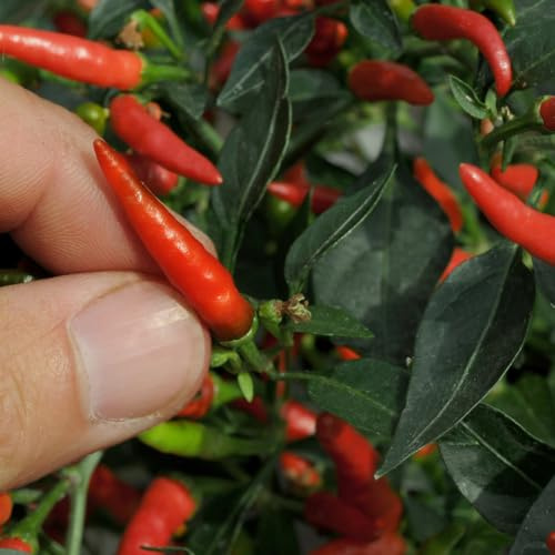 Bedwen Chilli Pepper 'Demon Red' Plug Plants x5 – RHS AGM Dwarf Variety with Very Hot Upright Fruits for Windowsills & Patio Pots
