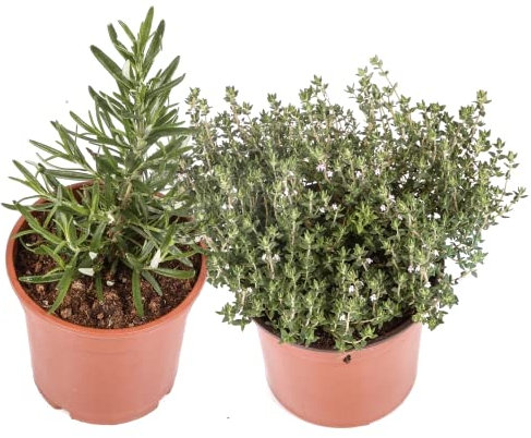 Romero y Tomillo DECOALIVE Plantas Aromáticas Ideales para Cocinar