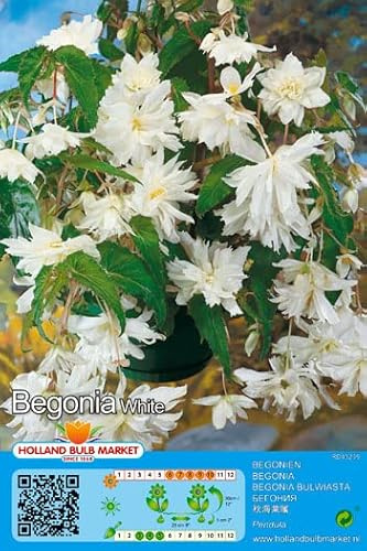 Begonienzwiebeln : Begonia pendula white - Begonie Hängebegonie weiß 1 Blumenzwiebel/Knolle
