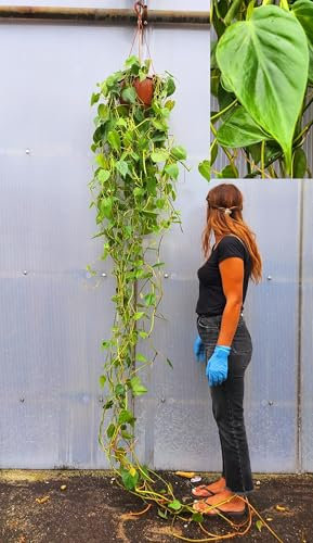 POWERS TO FLOWERS - PHILODENDRON SCANDENS A FOGLIA VERDE, ESEMPLARE,piante vere