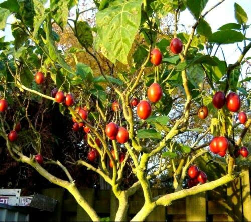 50 Semillas raras de Tamarillo/árbol Tomate/Cyphomandra Betacea Semillas de frutas comestibles