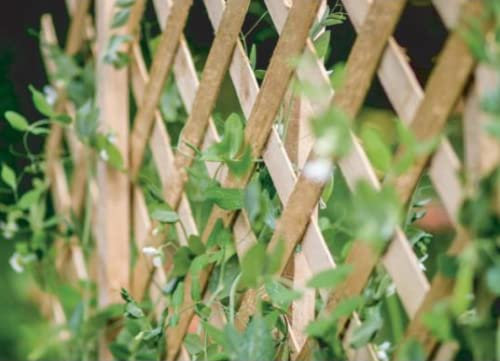 Expanding Wooden Trellis Garden Trellis for Climbing Plants Fence Panel, Ideal for Fence Trellis, Wall or Shed for Patio Garden, 180x30 cm, Natural