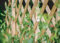Expanding Wooden Trellis Garden Trellis for Climbing Plants Fence Panel, Ideal for Fence Trellis, Wall or Shed for Patio Garden, 180x30 cm, Natural