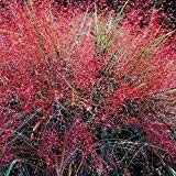 Liebes-Gras Lila Ziergräser Samen (Eragrostis spectabilis) 30 + Seeds (120+)