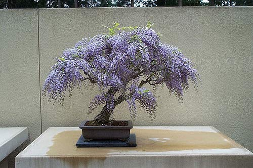 Wisteria Bonsai Seed Kit, Grow Your Own Bonsai