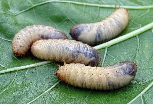 Ferrarium-Nematoden gegen Lederjacken für 40M2 Rasen