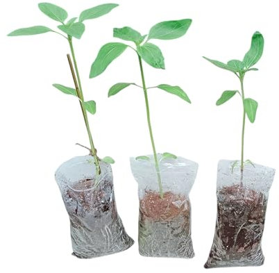 Sunflower Plug Plants 20-35cm – Grown from Premium Seeds by Experts – Healthy Garden Flower – Packs of 2 to 5 Available,Grows Up to 2M (3)