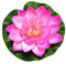 Anawakia 5 Stück Künstliche Pflanzen Teichpflanzen Lotus künstliche lotusblüte Lotusblatt Seerose künstliche Blumen Wasserlilie Schwimmend Lotusblüte Simulation Seerose 10 cm (Rosa)