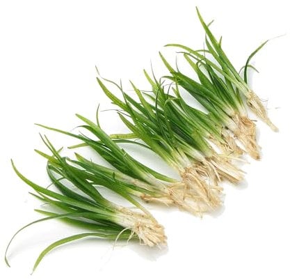 10 X Sagittaria Subulata Live Aquarium Plant Freshwater Tank Decoration Fast Growing Easy Care Grass Oxygenating Natural Root Feeder Plant Hardy Adaptable Planted Tank Aquascape K2AQUA