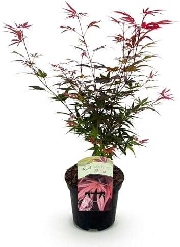 GreenboutiQ - Balkonpflanze - Japanischer Ahorn - Acer palmatum Shaina - Rot - 1 Pflanze - Laubabwerfend - Topf 19cm Höhe 70cm