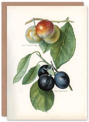Artery8 John Wright Art Card Vintage Illustration of Two Plum Varieties
