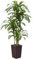VeriNatural Plante Artificielle Dracaena 180cm - Arbre Artificiel Décoratif Vert avec Pot Marron Conique, Résistant aux UV - Plante Grande pour Décoration Intérieure et Extérieure Maison Bureau, VN127
