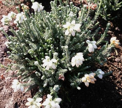 Erica tetralix alba Heidekraut Glockenheide immergrün und winterhart