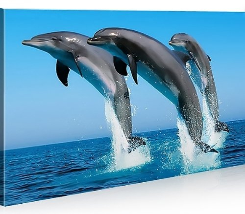 islandburner Bild Bilder auf Leinwand Delphine Delfin 1K XXL Poster Leinwandbild Wandbild Dekoartikel Wohnzimmer Marke