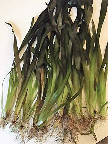 5 Stc Riesenvallisnerie/Vallisneria Gigantea Aquariumpflanzen Wasserpflanzen