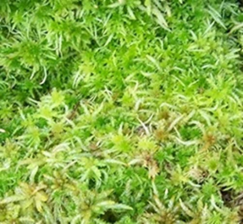 sphagnum-shop.com Lebendes Sphagnum Moos 5 kg für das Terrarium und Moorbeete Orchideensubstrat Monstera Substrat Moosstäbe