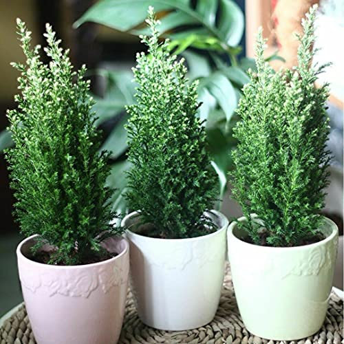 9cms Pot Chamaecyparis lawsonianna 'Ellwoodii' Evergreen Dwarf Conifer (6 Pack)