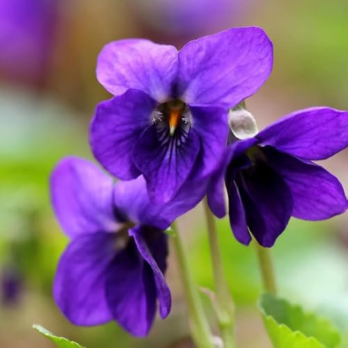 100 piezas semillas de violetas aromáticas, semillas flores semillas de flores regalo Viola Odorata, semillas de jardin semillas de bonsai macetas para flores de balcón semillas de