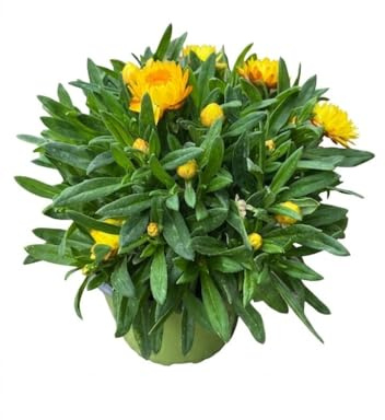 Pianta di Helilchrysum Bracteatum Fiore di Carta su vaso cm 18 MODIPITRE