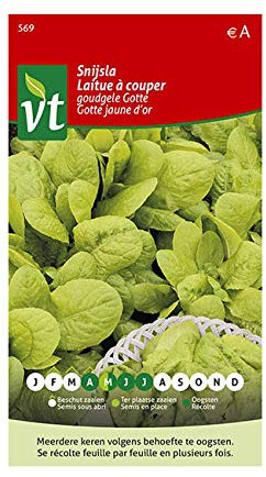 Lechuga, Semillas de Gotte Amarillo - Produce una rápida cosecha de hojas tiernas