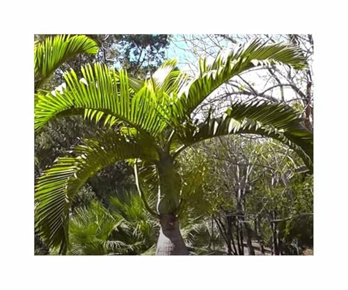 Pezzi - 10x Hyophorbe Lagenicaulis Palma Bottiglia Giardino Piante - Seme ID1769 - Seeds & Plants Shop by Ipsa