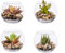 4 pack Fake Succulent Plant Artificial Potted Plants,indoor plants decor Mini Plastic Succulent with Clear Round Glass Planters Artificial Plants in Pots Fake Flowers Greening for Home,Office