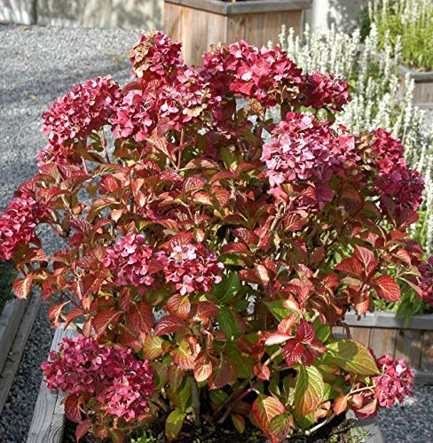Bauernhortensie Masja 30-40cm - Hydrangea macrophylla - lebende Gartenpflanze aus den Baumschulen