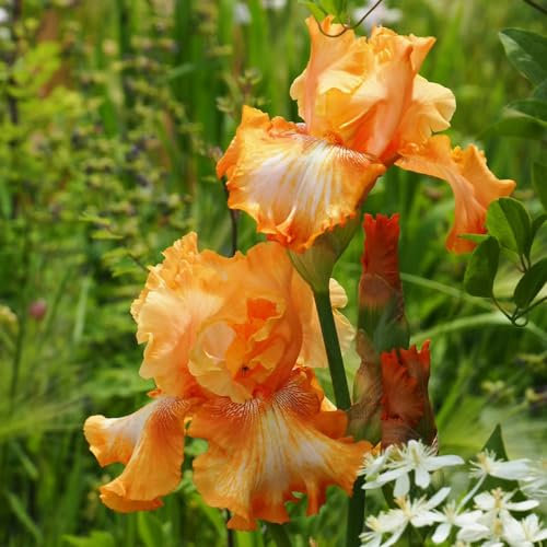 8 pz Tuberi resistenti dell'iris - bulbi dell'iris - regalo di piante, regali per gli amanti del giardinaggio Acquista iris (Iris tectorum) piante rare, regalo da giardino Decorazioni
