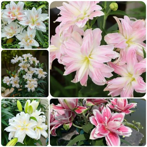 2 piezas Comprar bulbos de lirio - Lilium brownii - Plantas perennes resistentes para pleno sol, flores resistentes lirios gigantes lirios arbóreos tubérculos resistentes plantas en