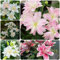 2 piezas Comprar bulbos de lirio - Lilium brownii - Plantas perennes resistentes para pleno sol, flores resistentes lirios gigantes lirios arbóreos tubérculos resistentes plantas en