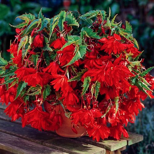 Begonia Red Cascade - Tuberous Perennial - Summer Flowering Garden Bulbs - Live Trailing Plants for Hanging Baskets and Pots - UK Gardens (3 Bulbs)