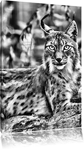 Pixxprint aufmerksamer Luchs, Größe: 80x60cm, Leinwandbild, fertig gespannt, Wandbild, Dekoration, Kunstdruck, kein Poster
