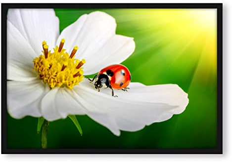 Pixxprint Marienkäfer auf einer weißen Blume, Poster im Bilderrahmen, Format: 55x40cm, Kunstdruck gerahmt
