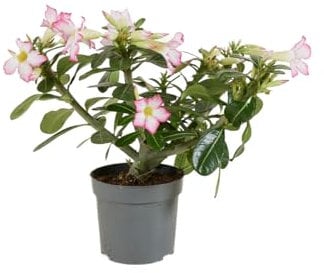 Bloomique - Adenium Obesum - Wüstenrose - blühend - Zimmerpflanzen - sehr pflegeleicht - Topf 13 cm - 25-35 cm hoch