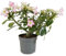 Bloomique - Adenium Obesum - Wüstenrose - blühend - Zimmerpflanzen - sehr pflegeleicht - Topf 13 cm - 25-35 cm hoch