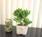 PLAT FIRM Germinazione dei semi: pianta rustica Jade Gollum Crassula per shohin mame bonsai albero # 14