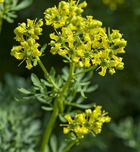 Weinraute - Ruta graveolens - Gartenpflanze