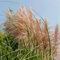 100 pcs pampasgras samen winterhart, samen geschenk, blumengarten (Cortaderia selloana) outdoor pflanzen, exotische pflanzen winterhart ziergräser winterhart, stauden winterhart mehrjährig