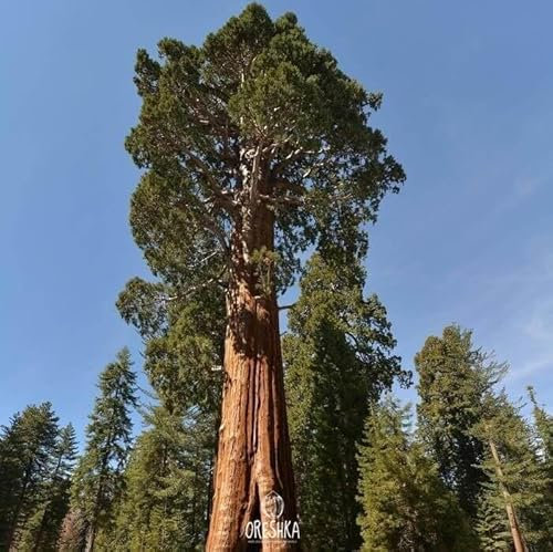 Coast Redwood Sequoia sempervirens 20+ Fresh Seeds