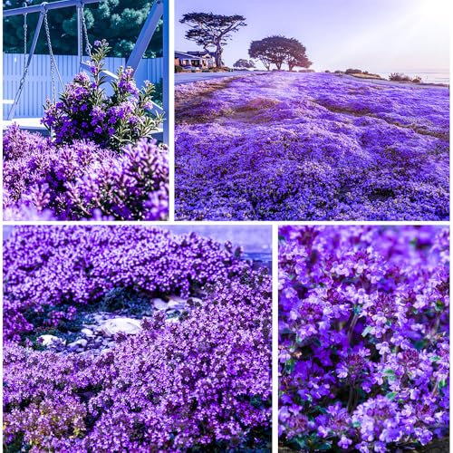 10000+ Stück Thymian Samen, Bodendecker Winterhart Mehrjährig, Einfach Zu Pflanzen Blumensamen, Lila Kriechender Thymian Für Garten Und Balkon