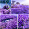 10000+ Stück Thymian Samen, Bodendecker Winterhart Mehrjährig, Einfach Zu Pflanzen Blumensamen, Lila Kriechender Thymian Für Garten Und Balkon
