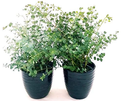 POWERS TO FLOWERS - EUCALYPTUS, EUCALIPTO, 2 PIANTE IN VASO 14CM, piante vere