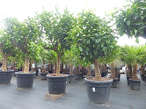 gruenwaren jakubik Zitrus Zitronenbaum Zitrone Citrus Limon Limone 170-210 cm Zitruspflanze