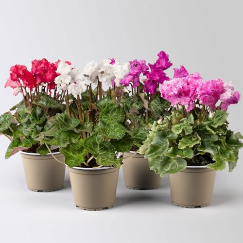 Alpenveilchen 'Merengue Mix' Farben zufällig, Topf-Ø 10,5 cm, 4 Pflanzen