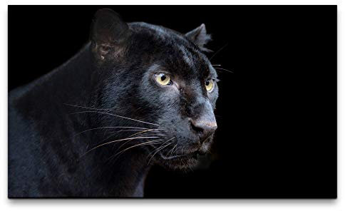 Paul Sinus Art Bilder XXL schwarzer Panther 120x70cm Wandbild auf Leinwand
