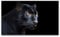 Bilder XXL schwarzer Panther 120x70cm Wandbild auf Leinwand